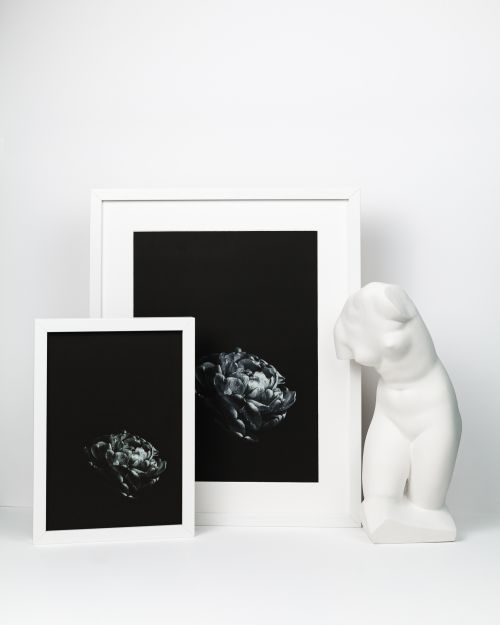 plakatas namu dekorui - tulpė